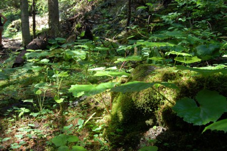 les sous bois